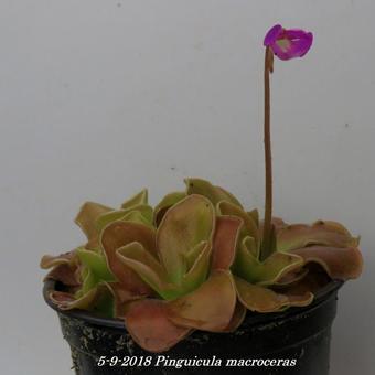 Pinguicula macroceras