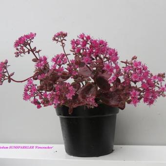 Sedum SUNSPARKLER 'Firecracker'