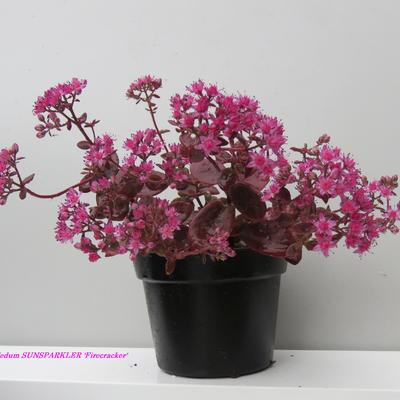 Sedum SUNSPARKLER 'Firecracker' 