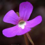 Pinguicula macroceras - 