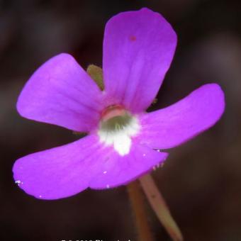 Pinguicula macroceras