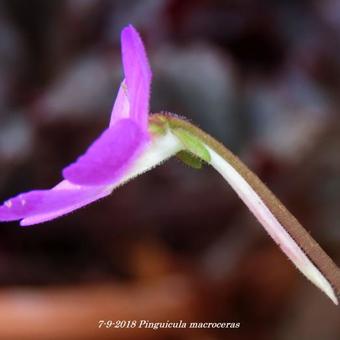 Pinguicula macroceras