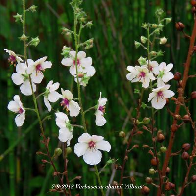 Verbascum chaixii 'Album' - Verbascum chaixii 'Album'