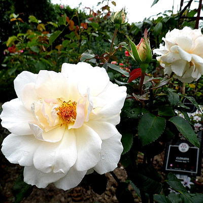 Rosa 'Auckland Metro' - 