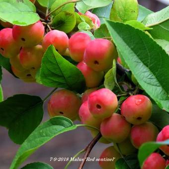 Malus 'Red Sentinel'