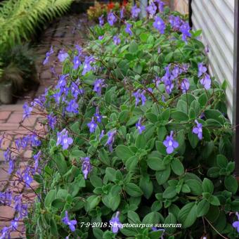 Streptocarpus saxorum