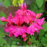 Pelargonium 'Miss McKinsey' (Stellar type) - 