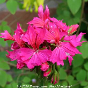 Pelargonium 'Miss McKinsey' (Stellar type)