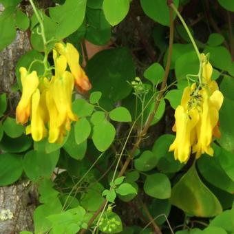 Dicentra macrocapnos