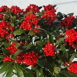 Skimmia japonica 'Pabella' - 