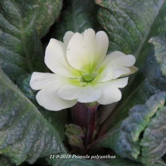 Primula polyanthus