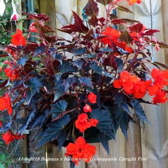 Begonia x boliviensis 'Unstoppable Upright Fire'