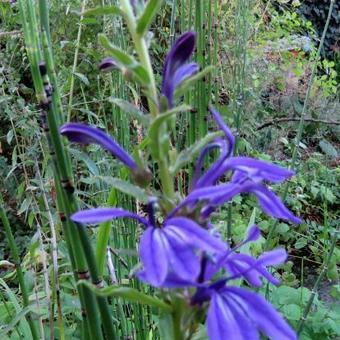 Lobelia sessilifolia