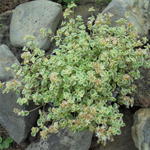 Sedum 'Little Missy' - 