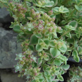 Sedum 'Little Missy'