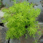 Sedum rupestre 'Lemon Ball' - 