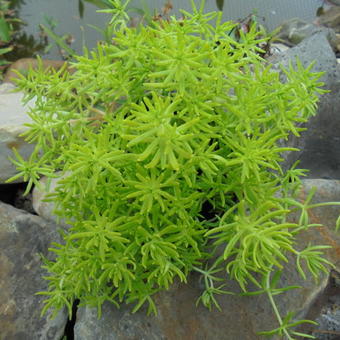 Sedum rupestre 'Lemon Ball'