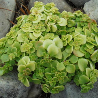 Sedum makinoi 'Ogon'