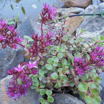 Sedum spurium 'Voodoo'