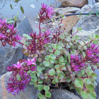 Sedum spurium 'Voodoo' - Sedum spurium 'Voodoo'