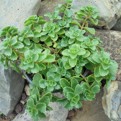 Sedum spurium 'Coccineum' - 