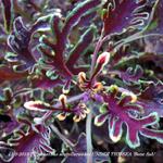 Plectranthus scutellarioides UNDER THE SEA 'Bone fish' - 