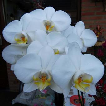 Phalaenopsis