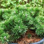 Pinus mugo 'Sherwood Compact' - 