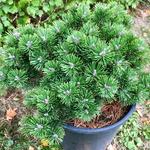 Pinus mugo 'Sherwood Compact' - 