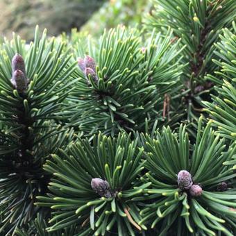 Pinus mugo 'Sherwood Compact'