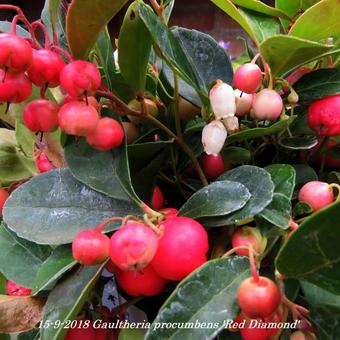 Gaultheria procumbens 'Red Diamond'