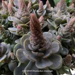 Orostachys iwarenge - 