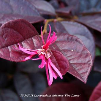 Loropetalum chinense 'Fire Dance'