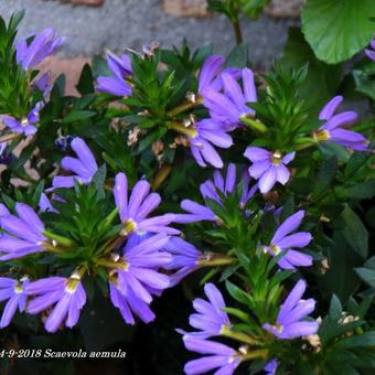 Scaevola aemula