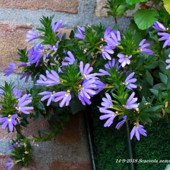 Scaevola aemula