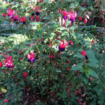 Fuchsia 'Army Nurse'