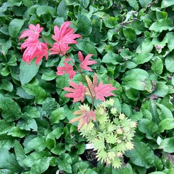 Acer shirasawanum 'Moonrise'