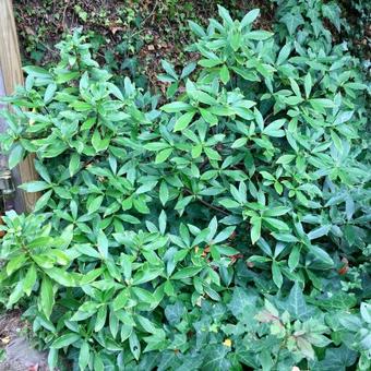 Daphne odora 'Aureomarginata'