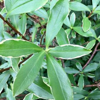 Daphne odora 'Aureomarginata'