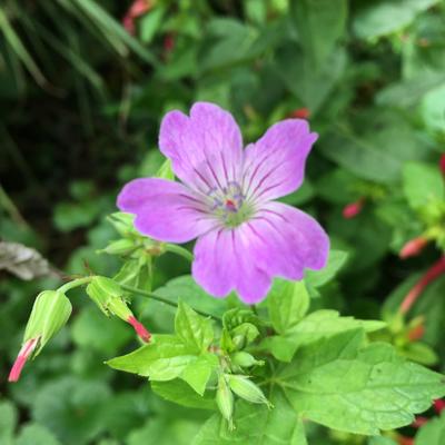 Geranium nodosum 'Simon' - 