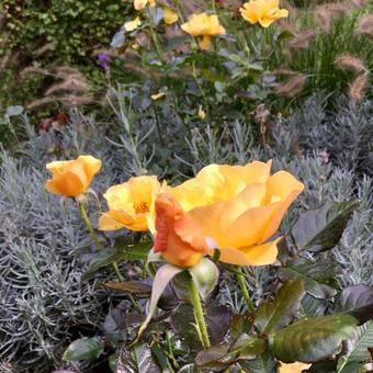 Rosa 'Amber Queen'