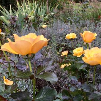 Rosa 'Amber Queen'