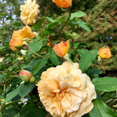 Rosa 'Buff Beauty' - Rosa 'Buff Beauty'