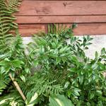 Sarcococca orientalis - 