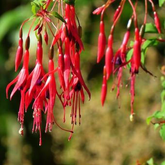 Fuchsia magellanica 'Riccartonii'