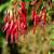 Fuchsia magellanica 'Riccartonii'