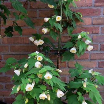 Abutilon