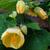 Abutilon