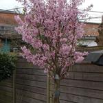 Prunus nipponica 'Brillant' - 