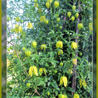 Clematis tangutica